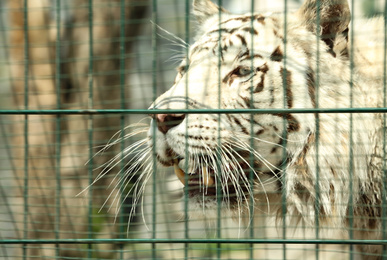Closeup view of Bengal white tiger at enclosure in zoo Photo of Closeup view of Bengal white tiger at enclosure in zoo