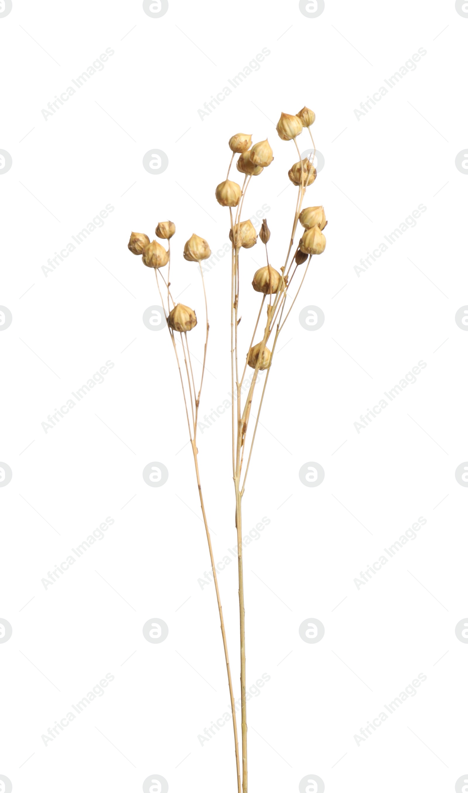 Beautiful tender dried flowers on white background. Photo of Beautiful tender dried flowers on white background.