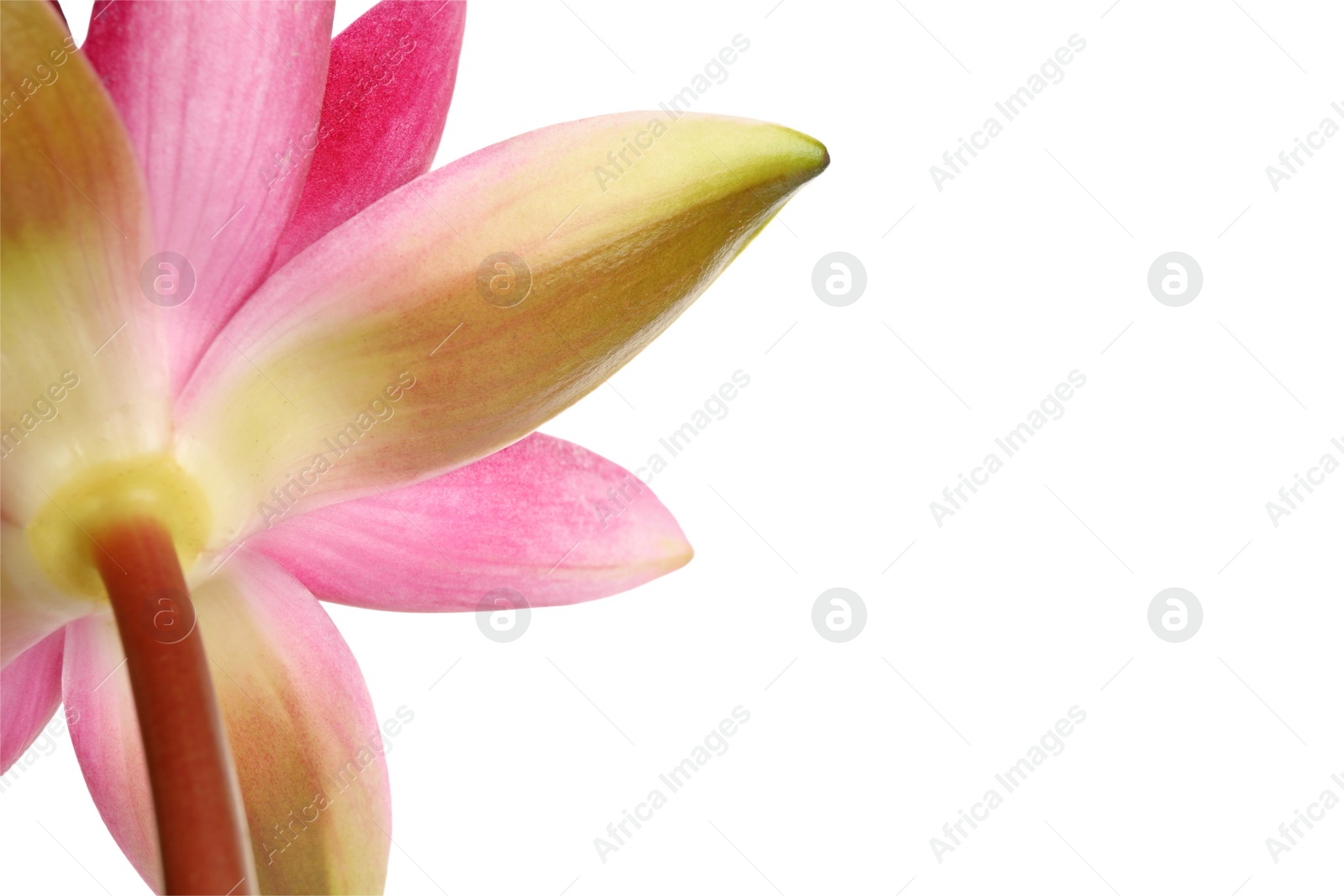 Beautiful blooming pink lotus flower on white background, closeup Photo of Beautiful blooming pink lotus flower on white background, closeup