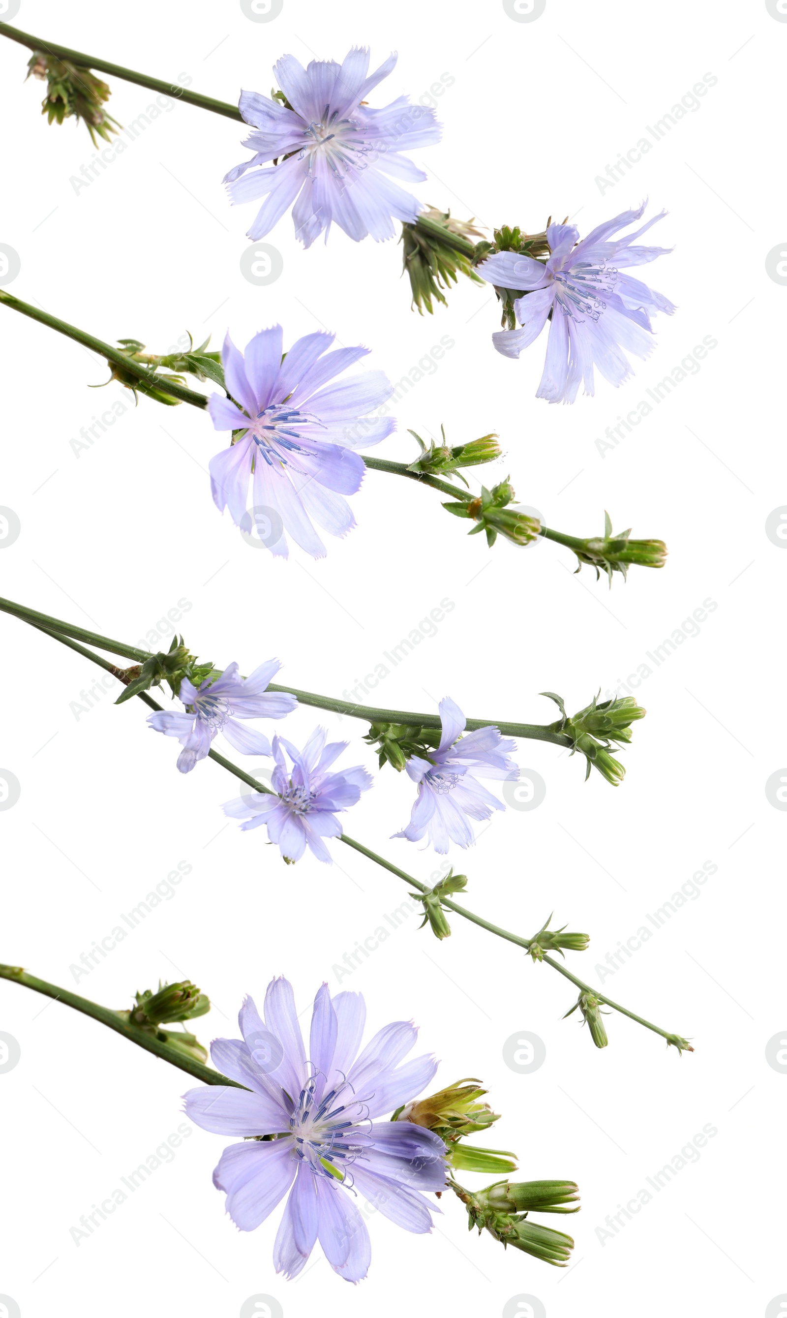 Beautiful tender chicory flowers on white background, collage. Vertical banner design Image of Beautiful tender chicory flowers on white background, collage. Vertical banner design