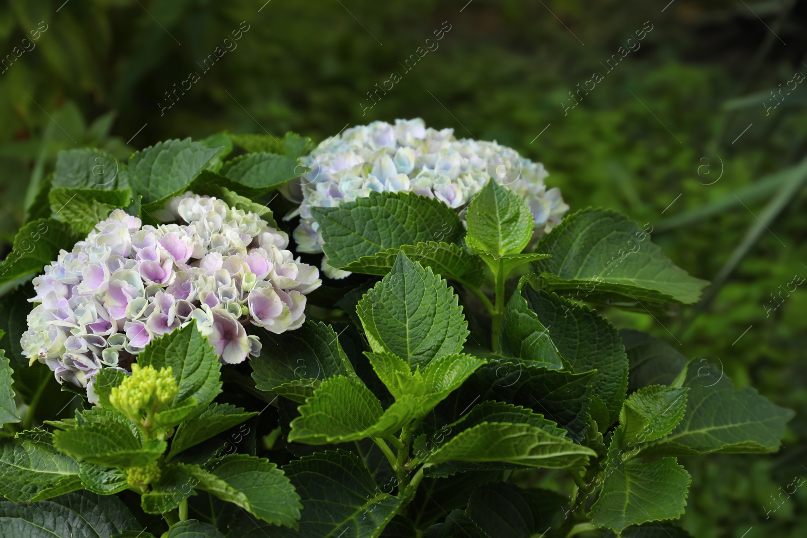 Blooming hortensia plant with beautiful flowers outdoors Photo of Blooming hortensia plant with beautiful flowers outdoors