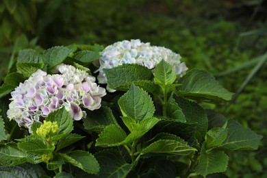 Blooming hortensia plant with beautiful flowers outdoors Photo of Blooming hortensia plant with beautiful flowers outdoors
