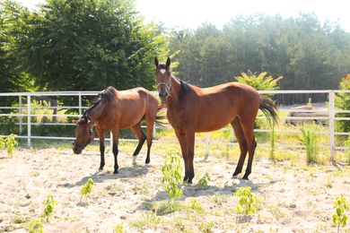 Bay horses in paddock on sunny day. Beautiful pets Photo of Bay horses in paddock on sunny day. Beautiful pets