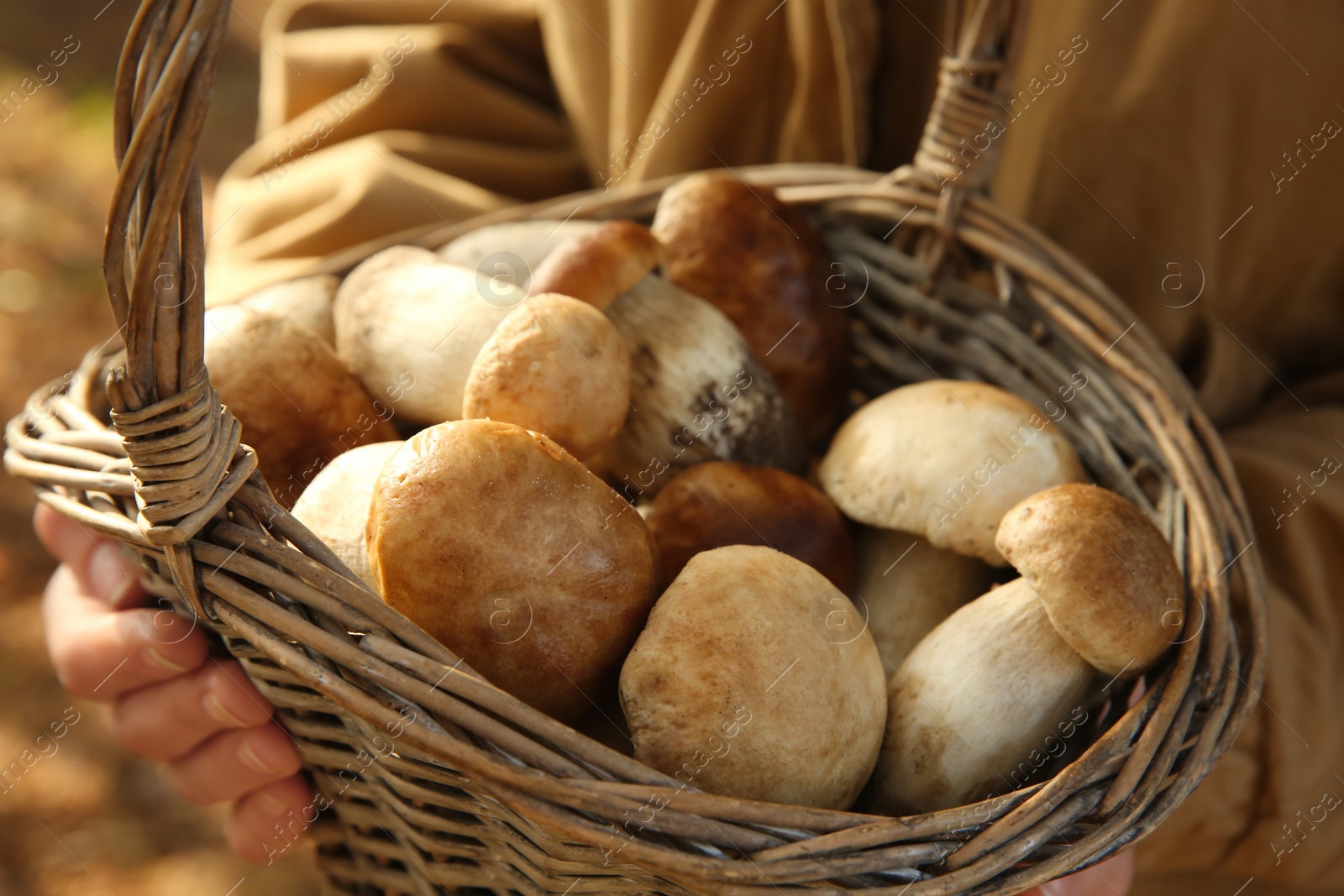 Woman holding basket with porcini mushrooms outdoors, closeup Photo of Woman holding basket with porcini mushrooms outdoors, closeup