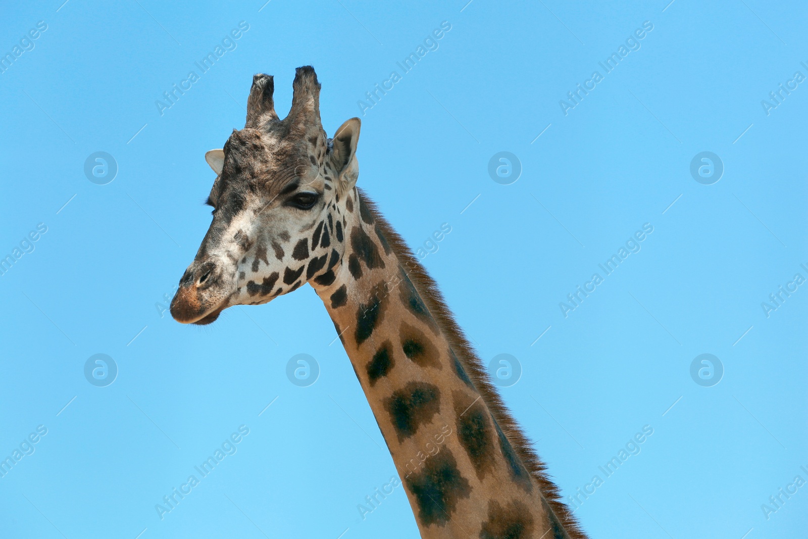 Closeup view of Rothschild giraffe against blue sky Photo of Closeup view of Rothschild giraffe against blue sky