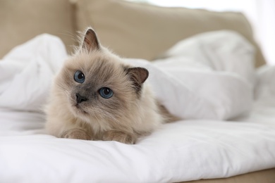Adorable Birman cat under blanket at home Photo of Adorable Birman cat under blanket at home