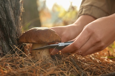 Woman cutting mushroom with knife in forest, closeup Photo of Woman cutting mushroom with knife in forest, closeup
