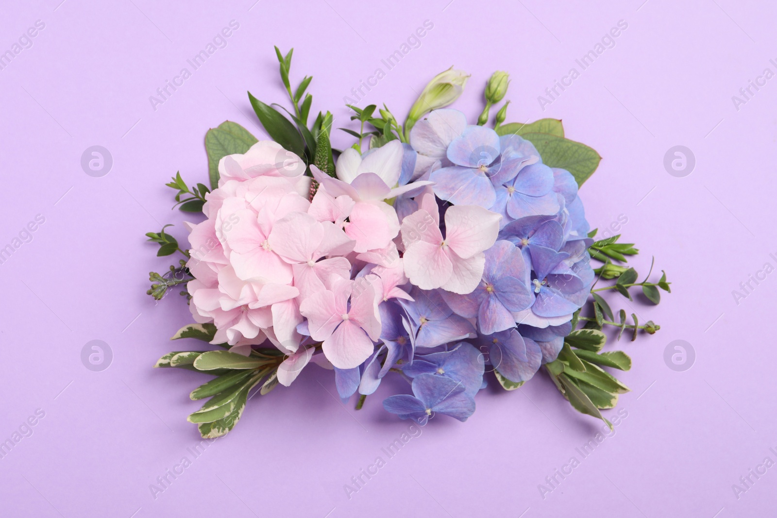 Beautiful hortensia flowers on violet background, flat lay Photo of Beautiful hortensia flowers on violet background, flat lay