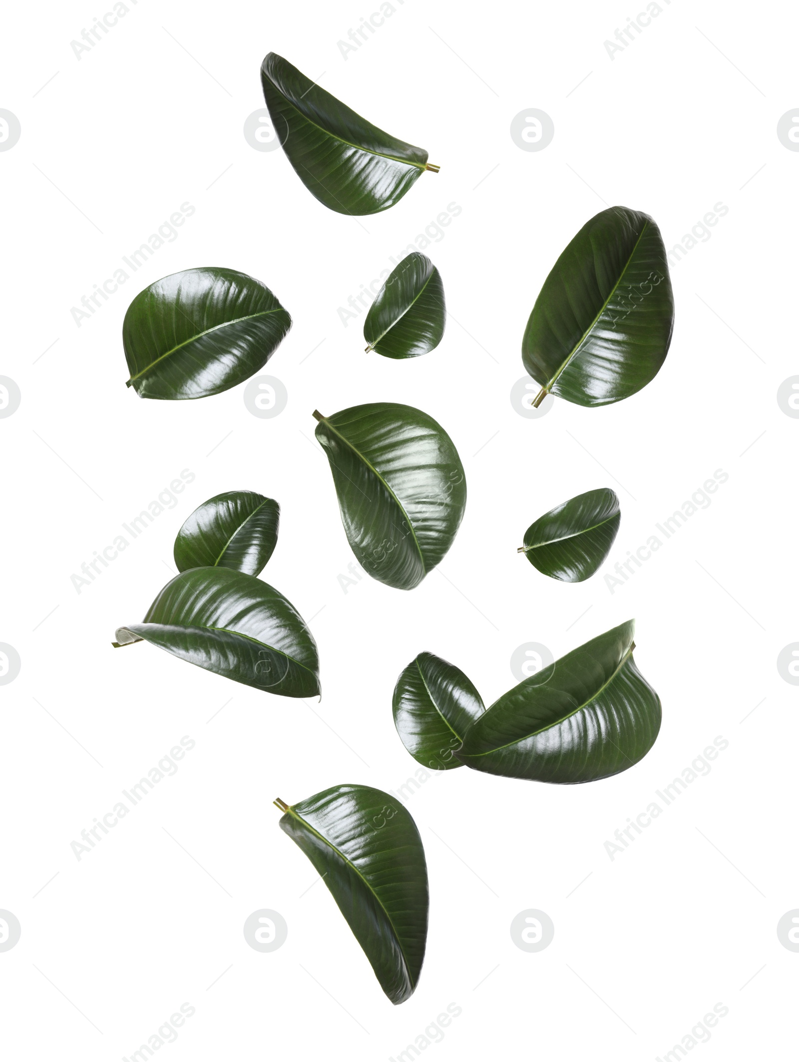 Beautiful fresh green leaves flying on white background, collage Image of Beautiful fresh green leaves flying on white background, collage