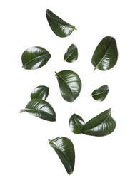Image of Beautiful fresh green leaves flying on white background, collage
