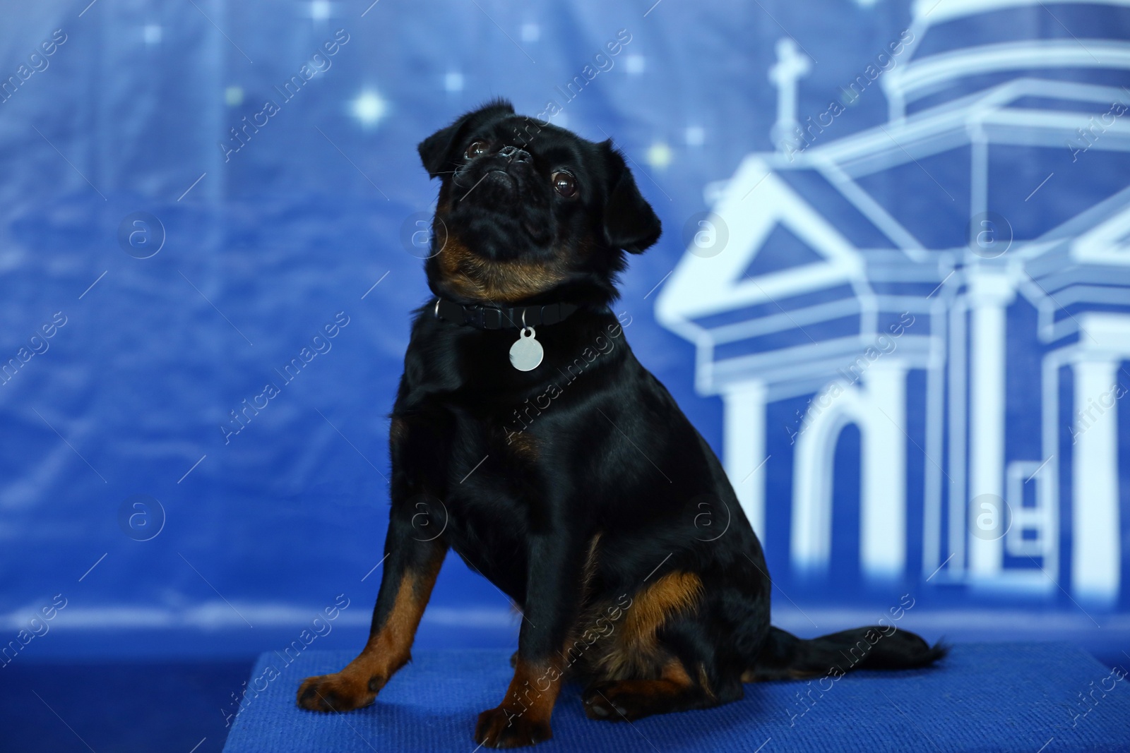 Adorable black Petit Brabancon dog sitting on blurred blue background Image of Adorable black Petit Brabancon dog sitting on blurred blue background