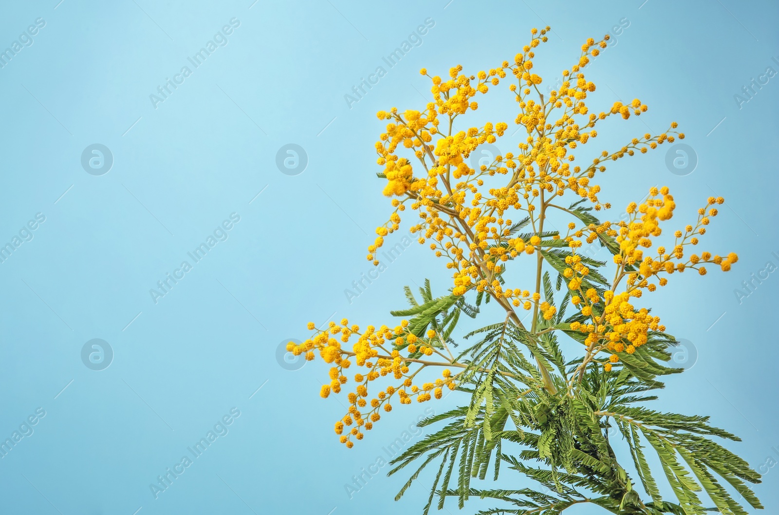 Beautiful mimosa flowers on color background Photo of Beautiful mimosa flowers on color background
