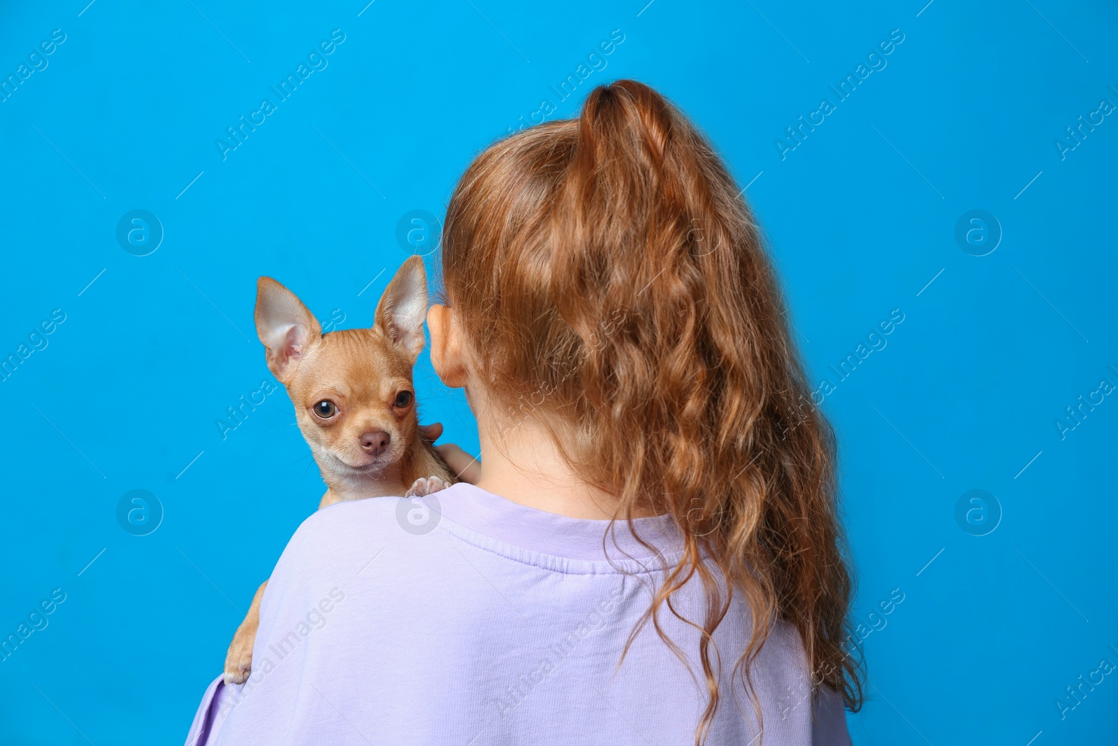 Little girl with her Chihuahua dog on light blue background, back view. Childhood pet Photo of Little girl with her Chihuahua dog on light blue background, back view. Childhood pet
