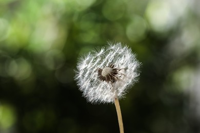 Beautiful dandelion flower on blurred green background Photo of Beautiful dandelion flower on blurred green background