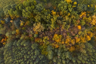 Beautiful aerial view of forest in autumn Image of Beautiful aerial view of forest in autumn