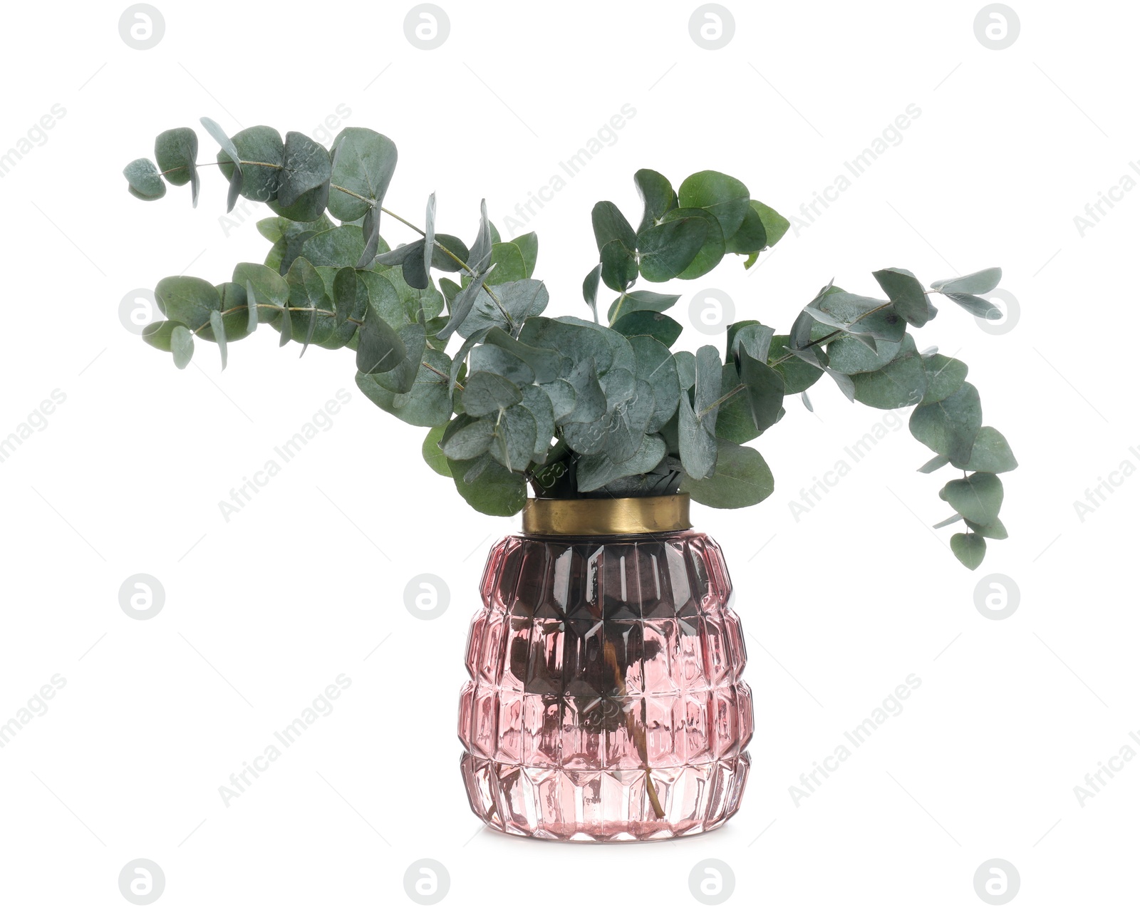 Vase with beautiful eucalyptus branches on white background Photo of Vase with beautiful eucalyptus branches on white background