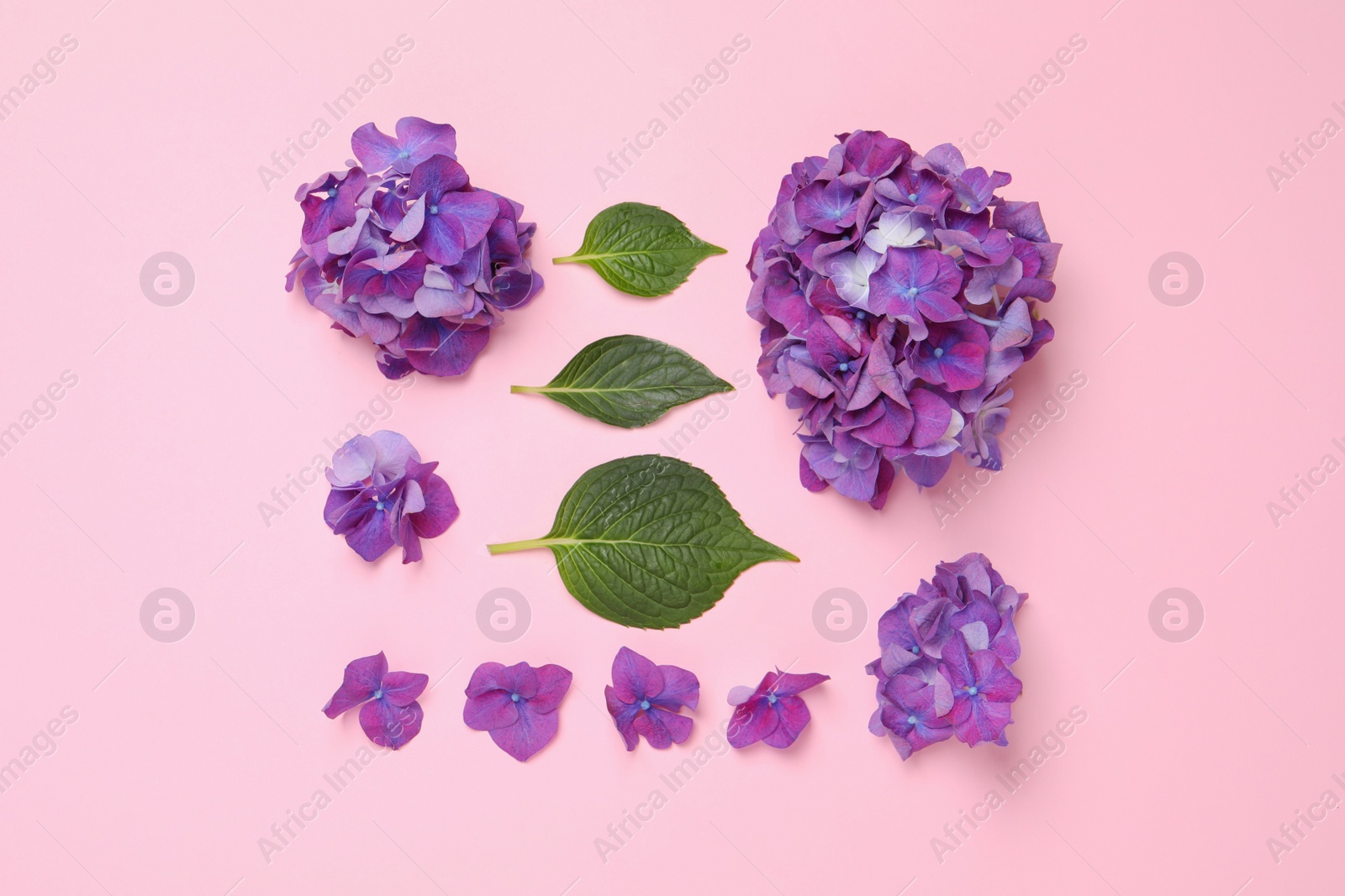 Beautiful hortensia flowers and green leaves on pink background, flat lay Photo of Beautiful hortensia flowers and green leaves on pink background, flat lay