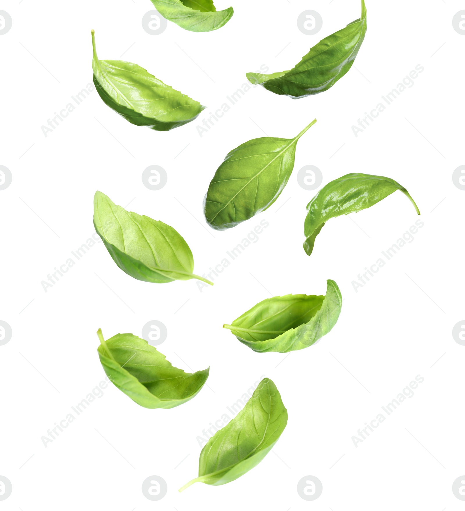 Fresh green basil leaves falling on white background Image of Fresh green basil leaves falling on white background