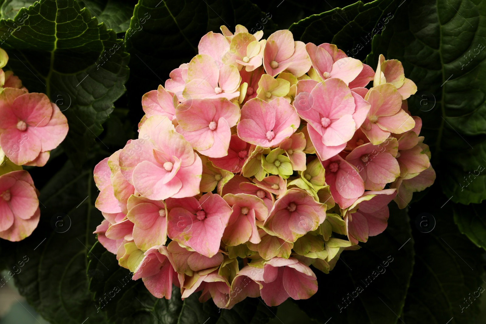 Hortensia plant with beautiful pink flowers, closeup Photo of Hortensia plant with beautiful pink flowers, closeup