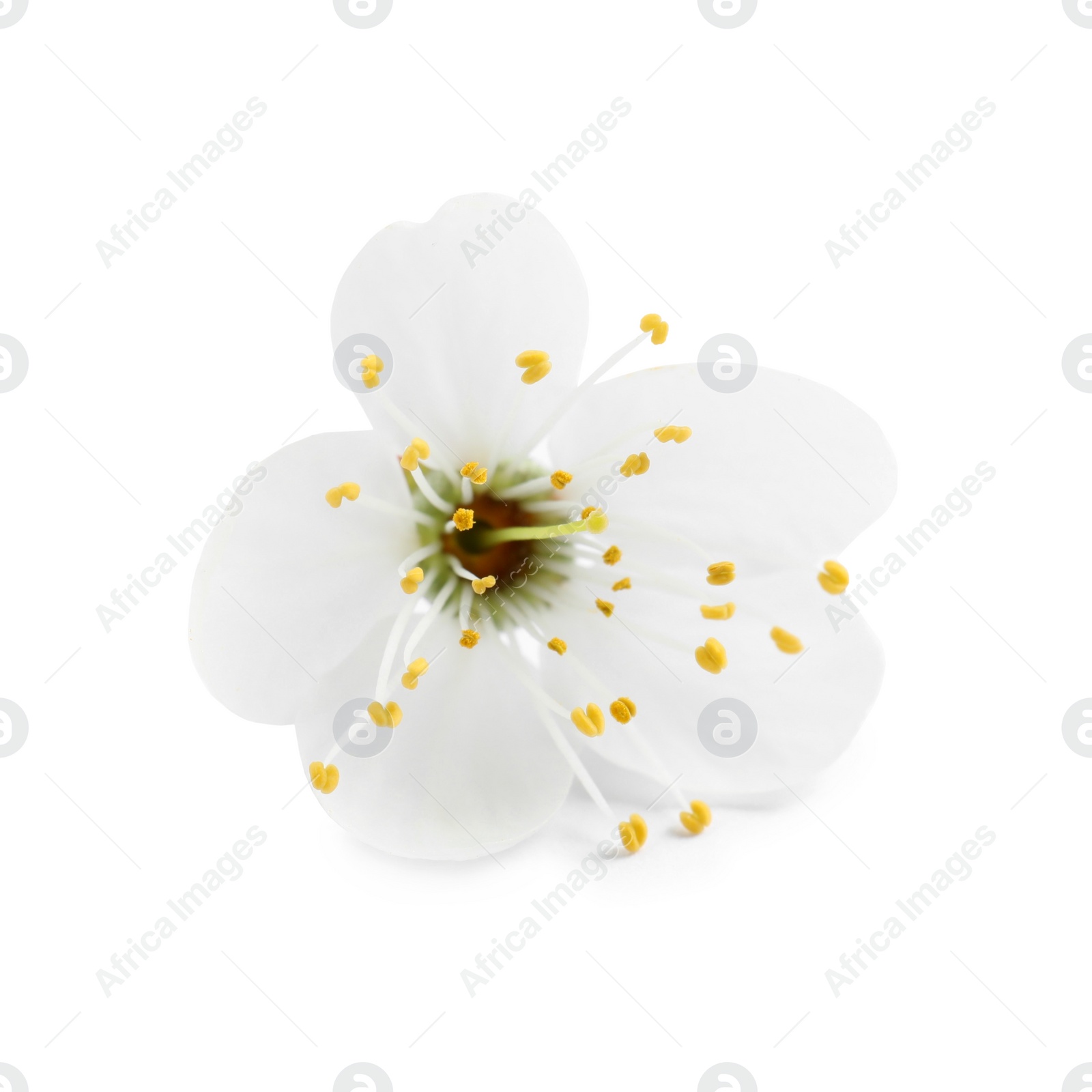Beautiful fresh cherry blossom isolated on white Photo of Beautiful fresh cherry blossom isolated on white