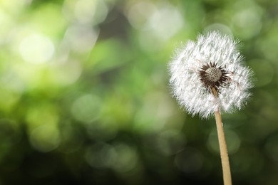 Beautiful dandelion flower on blurred green background. Space for text Photo of Beautiful dandelion flower on blurred green background. Space for text