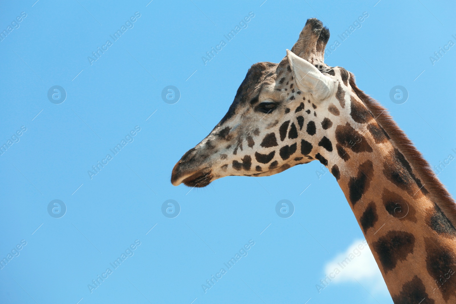 Closeup view of Rothschild giraffe against blue sky Photo of Closeup view of Rothschild giraffe against blue sky
