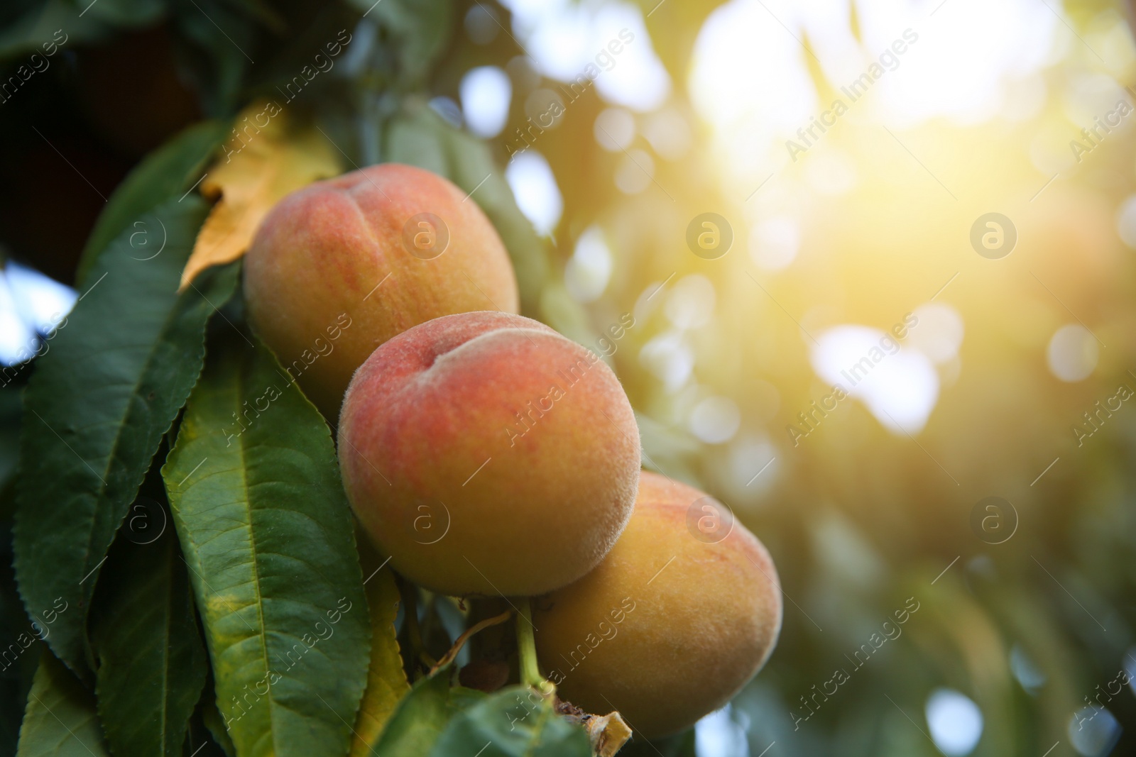 Ripe peaches on tree branch in garden, closeup Photo of Ripe peaches on tree branch in garden, closeup
