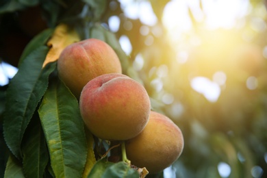 Ripe peaches on tree branch in garden, closeup Photo of Ripe peaches on tree branch in garden, closeup