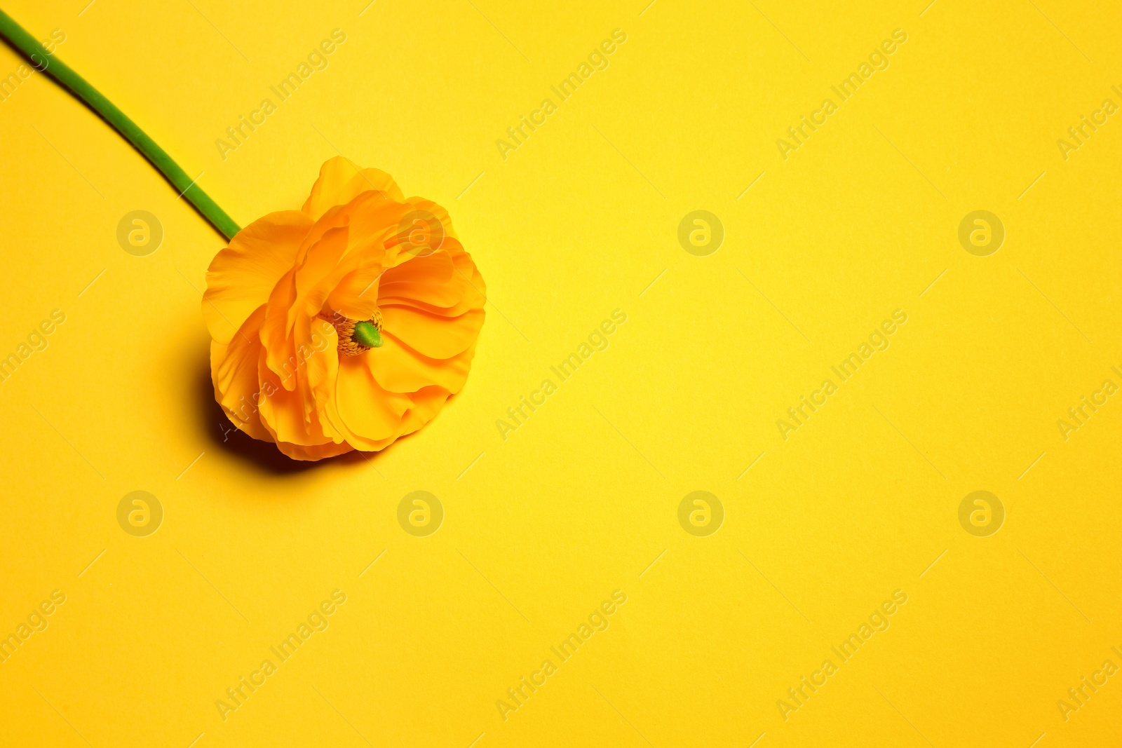 Beautiful ranunculus flower on color background Photo of Beautiful ranunculus flower on color background
