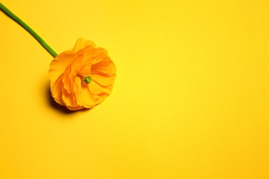 Beautiful ranunculus flower on color background Photo of Beautiful ranunculus flower on color background