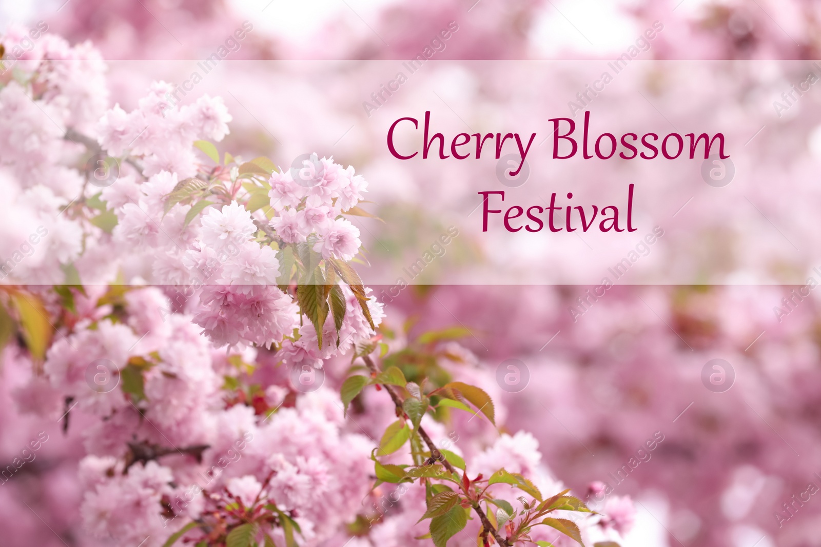 Cherry Blossom Festival. Beautiful blossoming pink sakura tree outdoors Image of Cherry Blossom Festival. Beautiful blossoming pink sakura tree outdoors