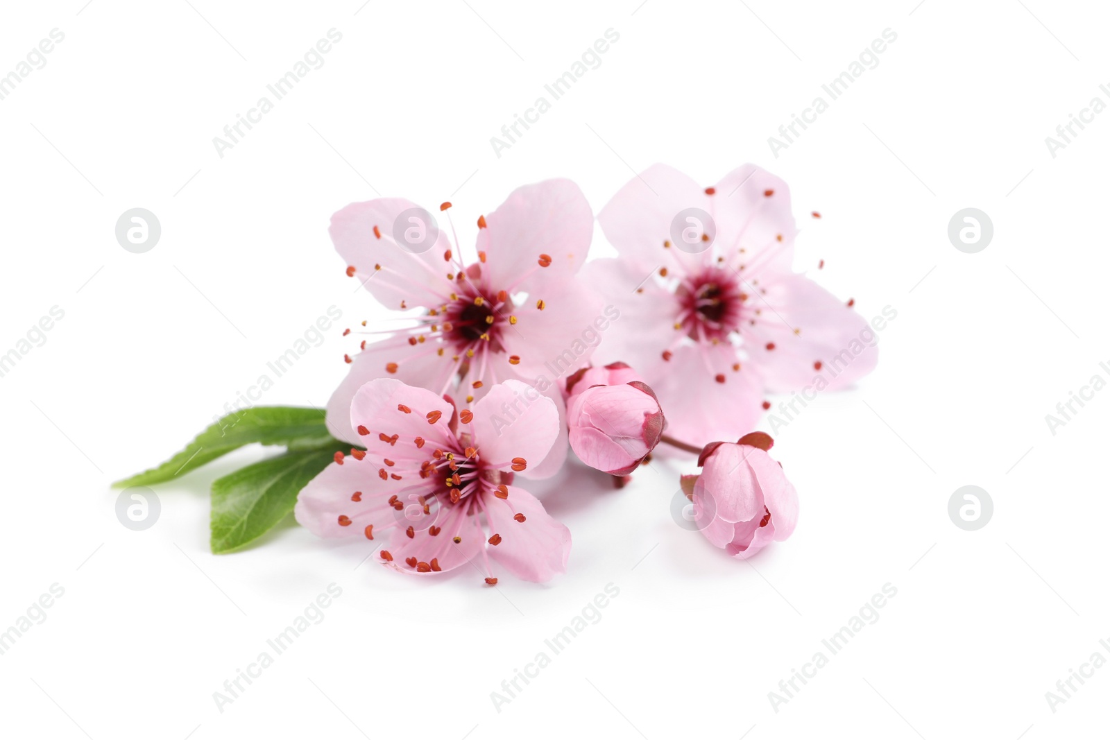Photo of Beautiful pink cherry tree blossoms isolated on white