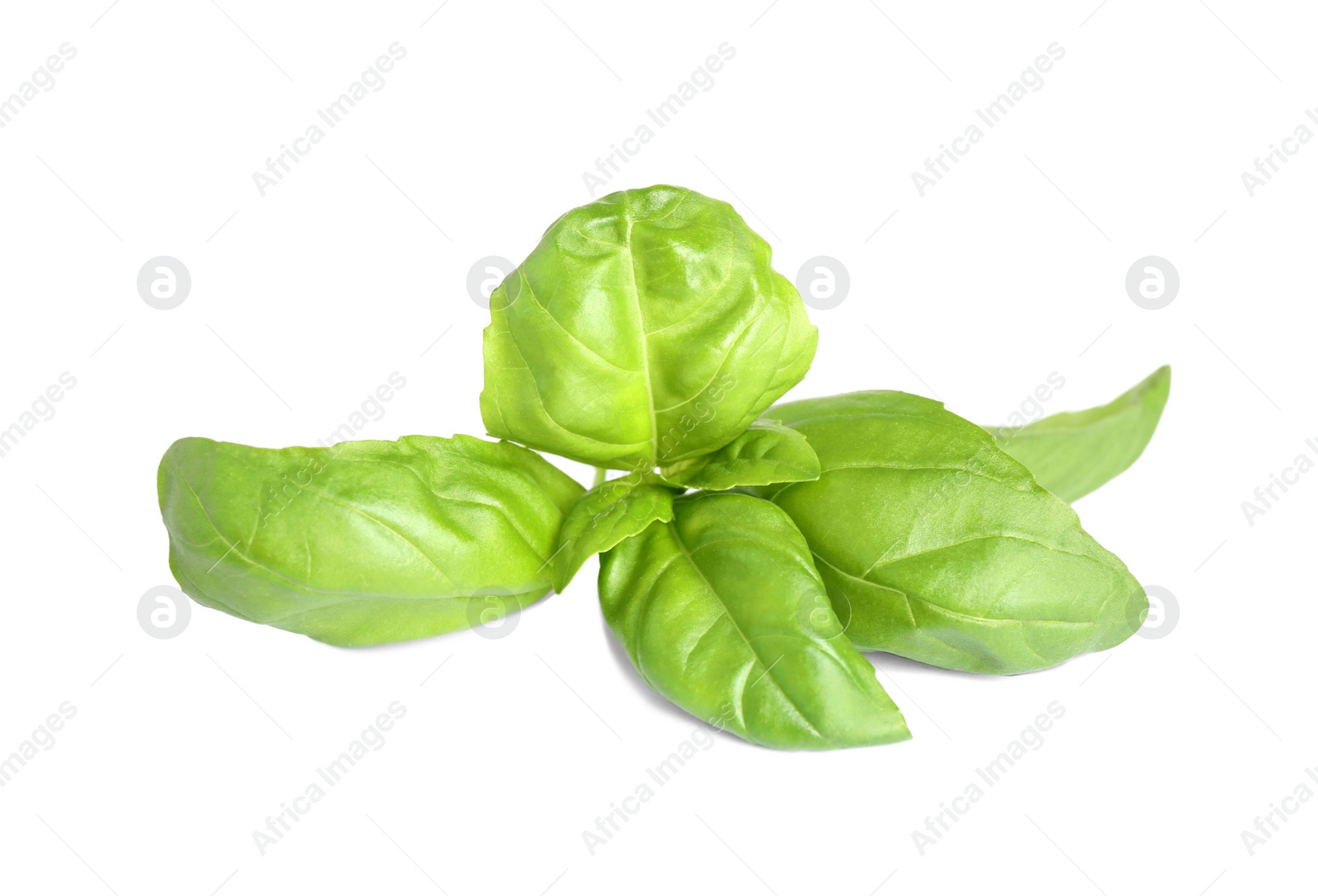Photo of Fresh green basil leaves isolated on white