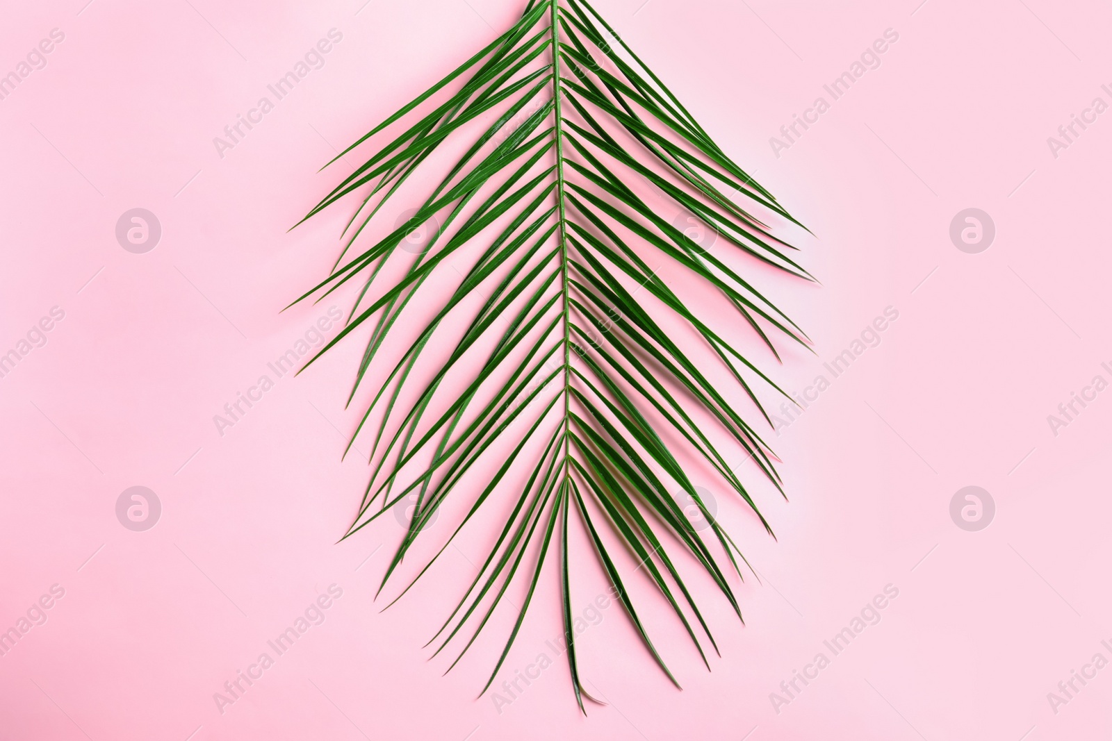 Beautiful tropical Sago palm leaf on color background, top view Photo of Beautiful tropical Sago palm leaf on color background, top view