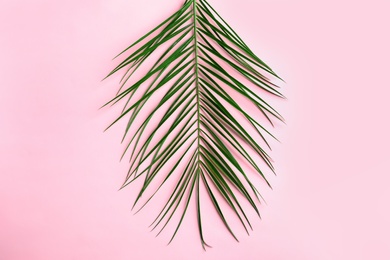 Beautiful tropical Sago palm leaf on color background, top view Photo of Beautiful tropical Sago palm leaf on color background, top view