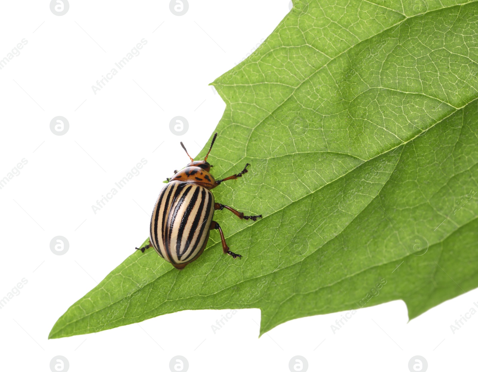 Colorado potato beetle on green leaf against white background Photo of Colorado potato beetle on green leaf against white background