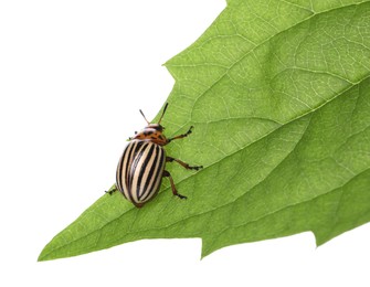 Colorado potato beetle on green leaf against white background Photo of Colorado potato beetle on green leaf against white background