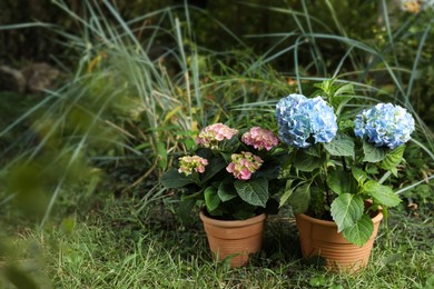 Beautiful blooming hortensia plants in pots outdoors. Space for text Photo of Beautiful blooming hortensia plants in pots outdoors. Space for text