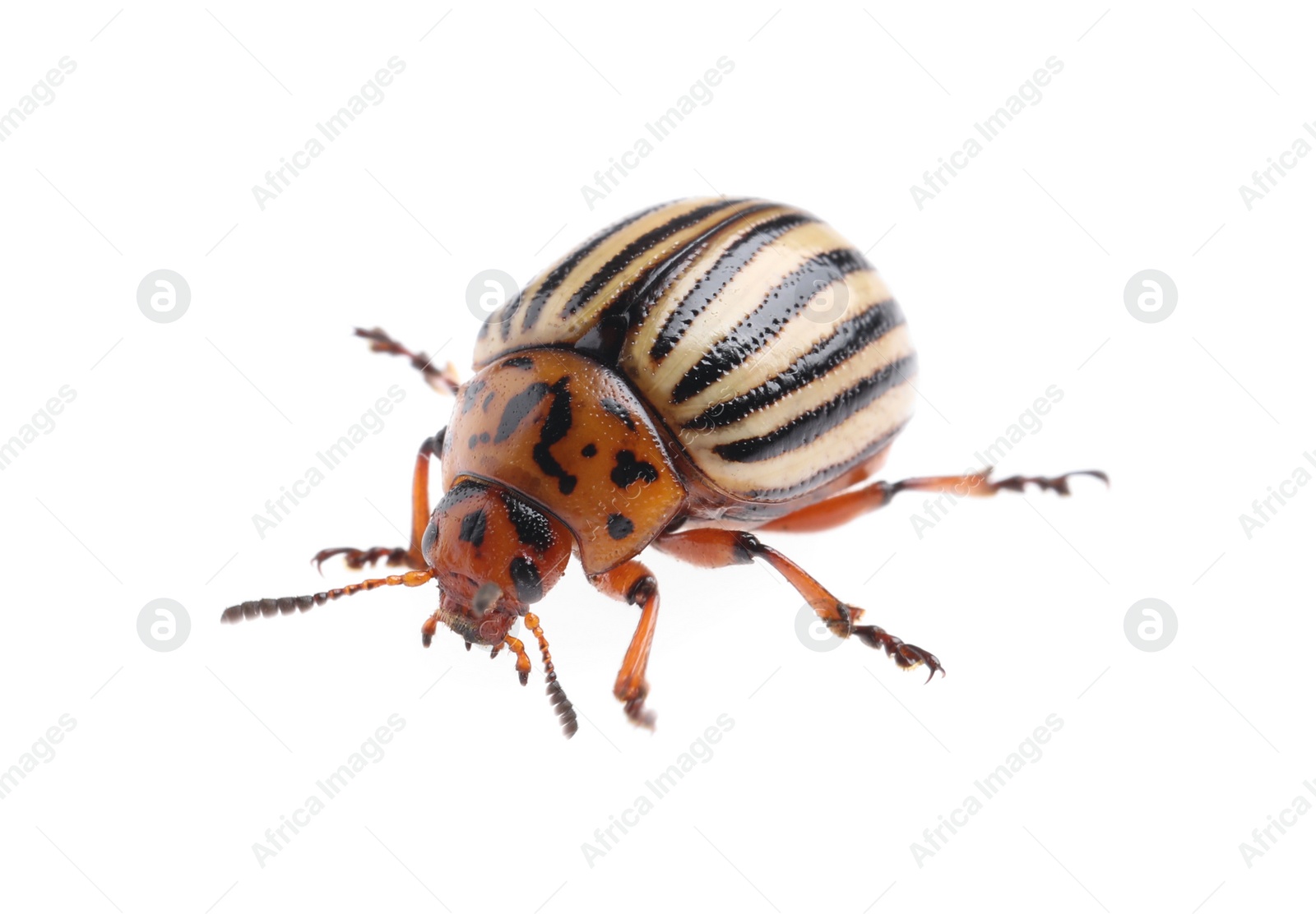 Photo of One colorado potato beetle isolated on white
