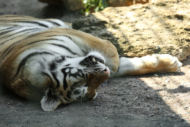 Amur tiger sleeping at enclosure in zoo Photo of Amur tiger sleeping at enclosure in zoo