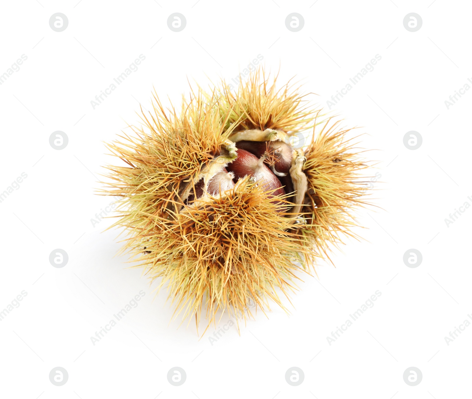 Fresh sweet edible chestnut in husk isolated on white Photo of Fresh sweet edible chestnut in husk isolated on white