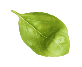 Fresh green basil leaf isolated on white Photo of Fresh green basil leaf isolated on white