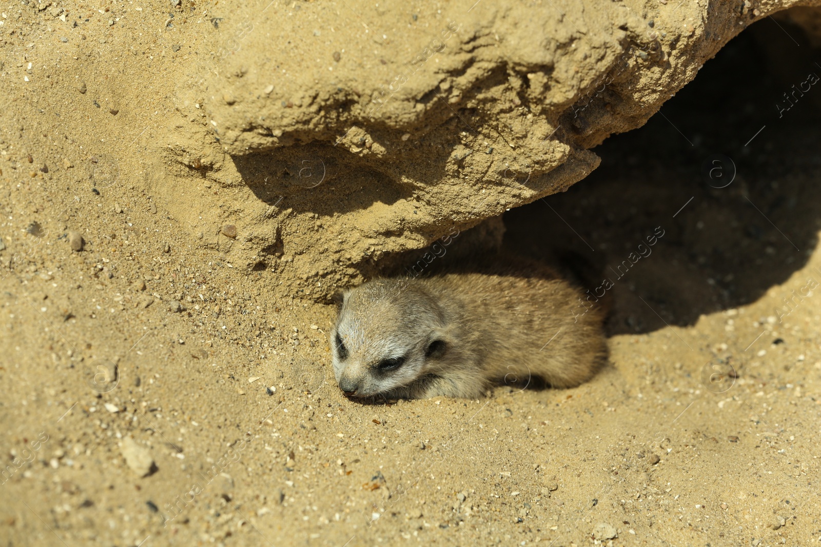 Cute meerkat baby at enclosure in zoo on sunny day Photo of Cute meerkat baby at enclosure in zoo on sunny day