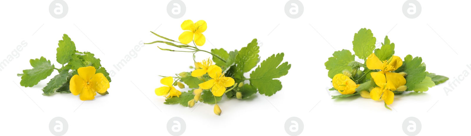 Celandine plants with yellow flowers and green leaves on white background, collage. Banner design Image of Celandine plants with yellow flowers and green leaves on white background, collage. Banner design