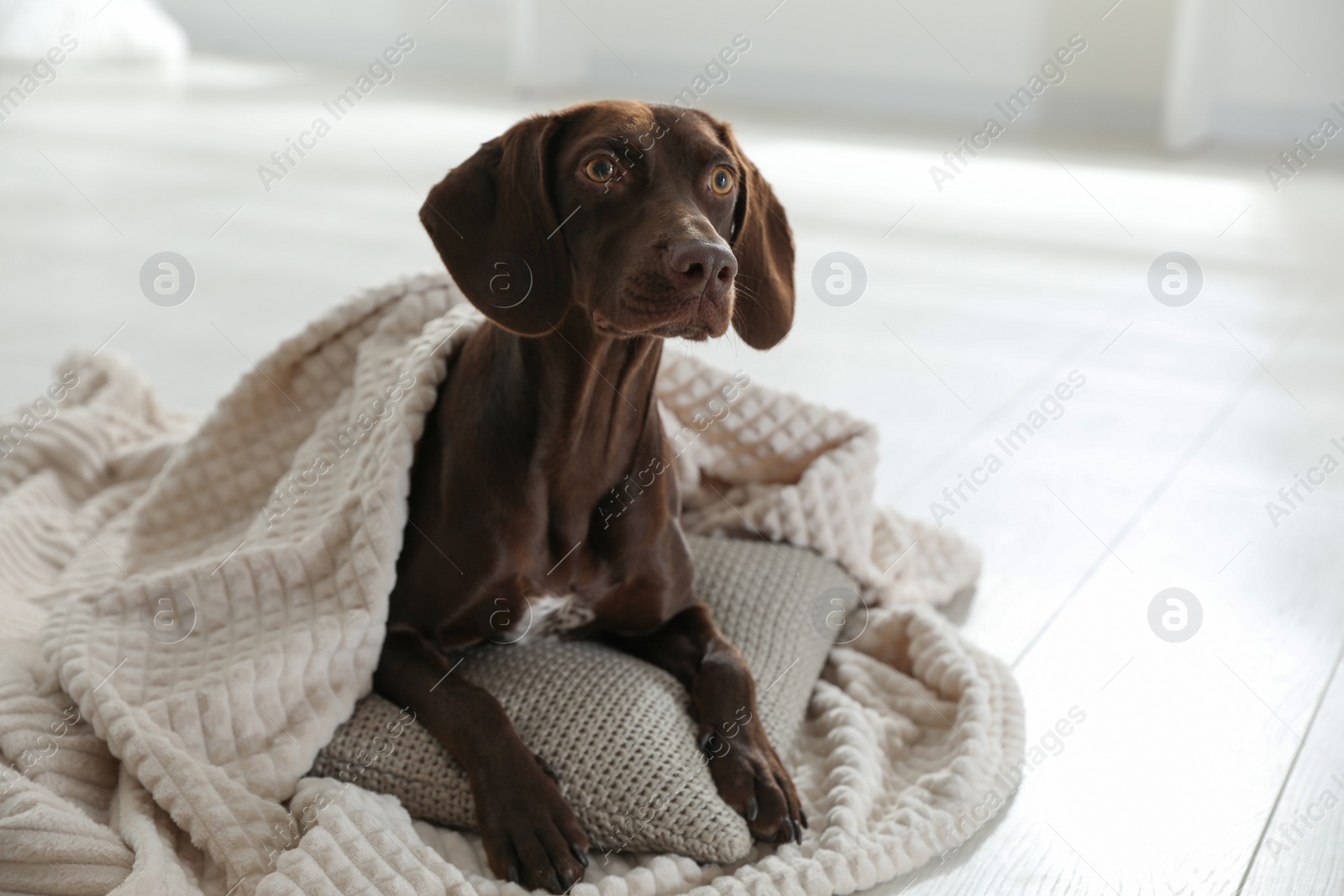 Adorable dog under plaid on floor indoors Photo of Adorable dog under plaid on floor indoors