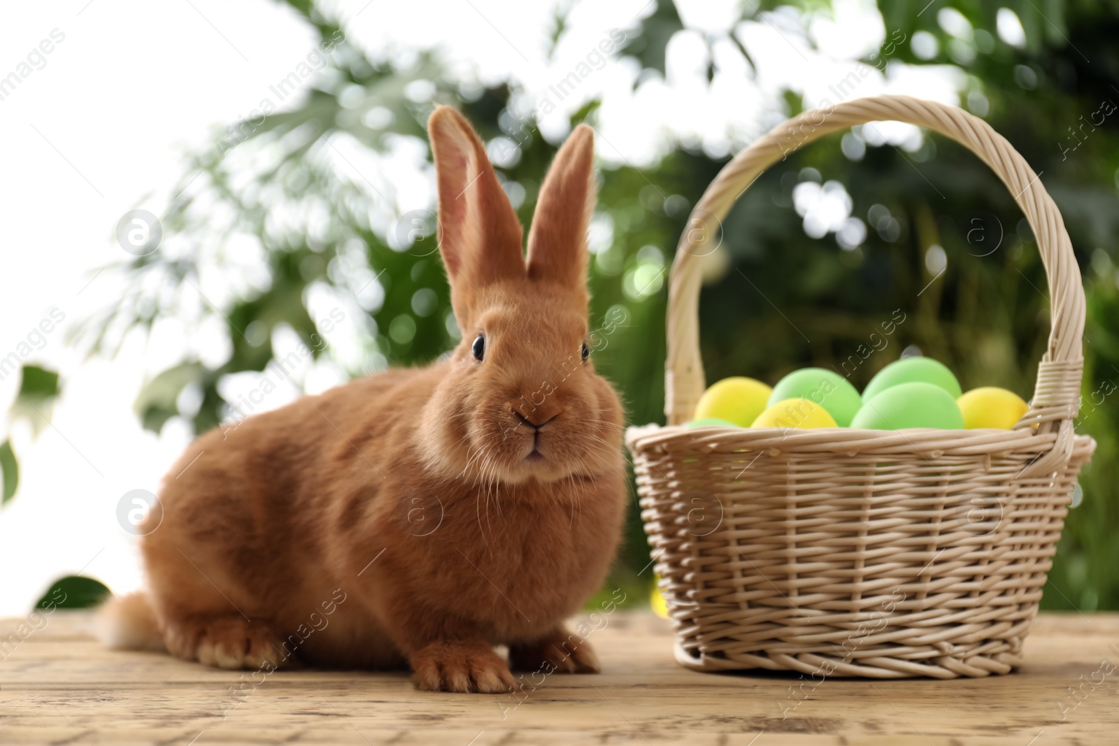 Cute bunny and basket with Easter eggs on table against blurred background Photo of Cute bunny and basket with Easter eggs on table against blurred background