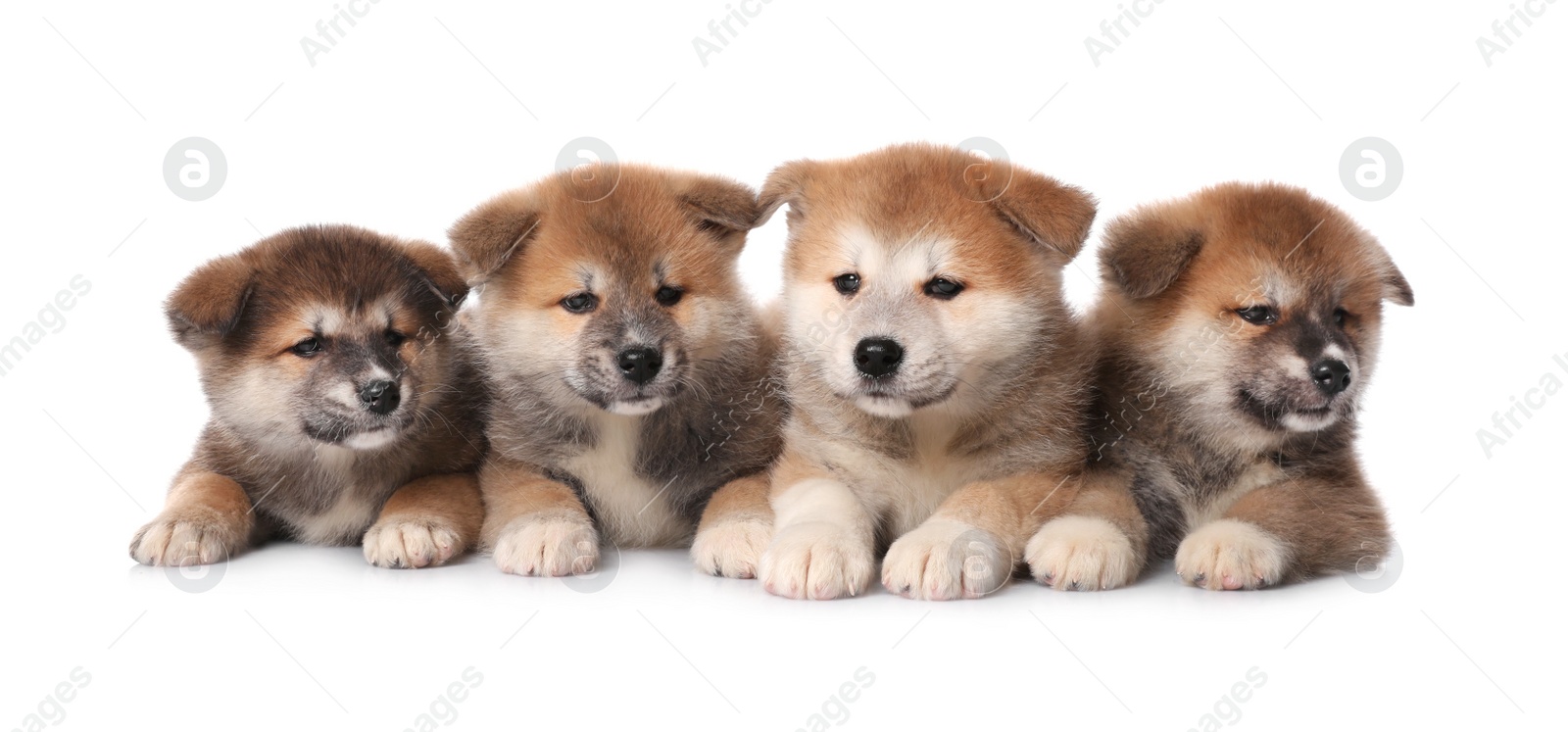 Adorable Akita Inu puppies on white background Photo of Adorable Akita Inu puppies on white background