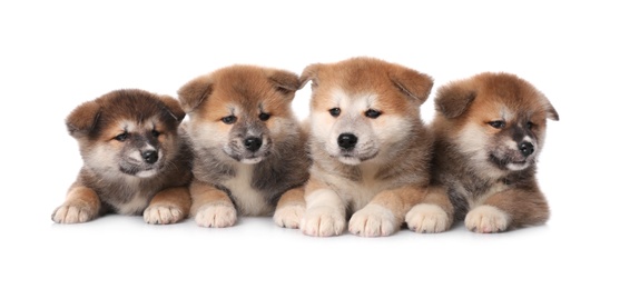 Adorable Akita Inu puppies on white background Photo of Adorable Akita Inu puppies on white background