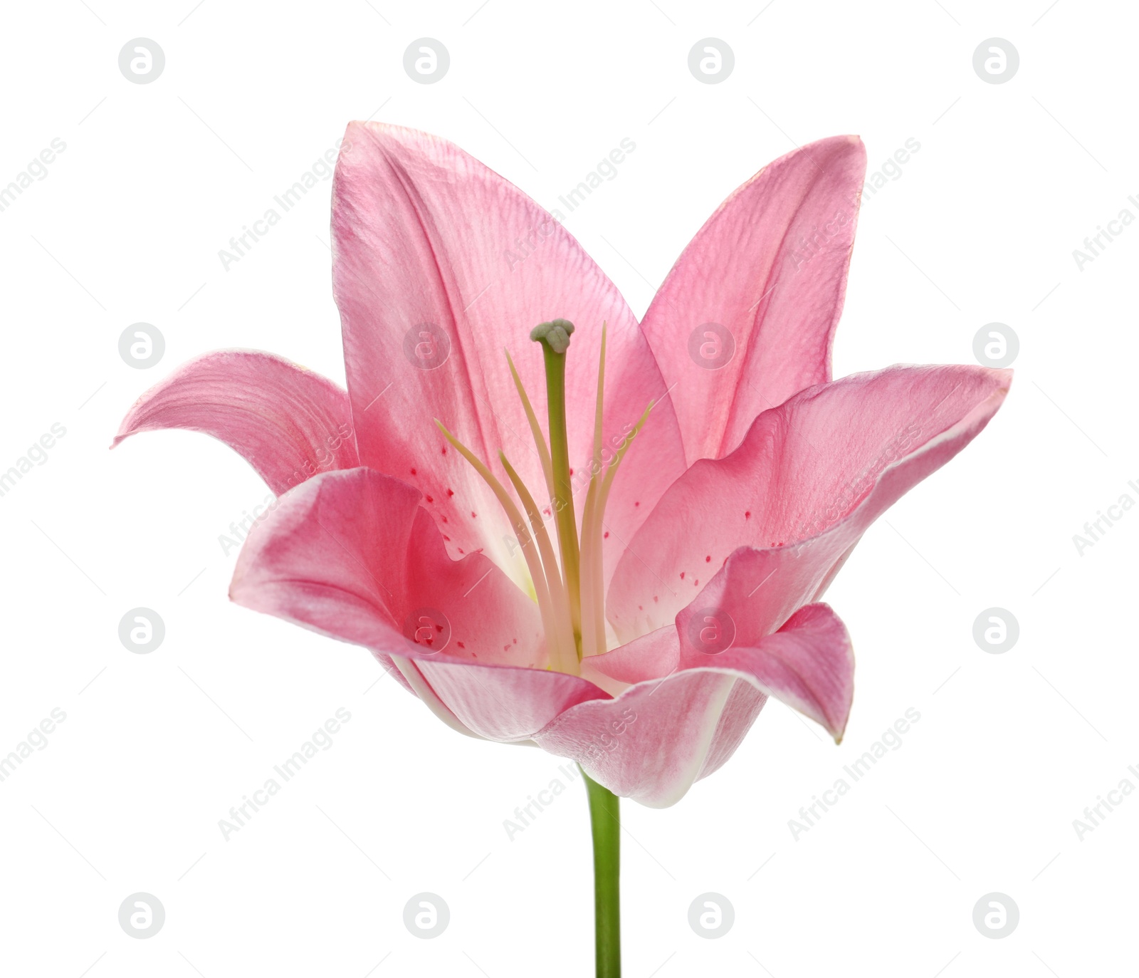 Beautiful pink lily flower isolated on white Photo of Beautiful pink lily flower isolated on white