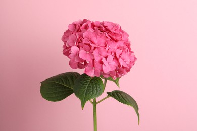 Branch of hortensia plant with delicate flowers on pink background Photo of Branch of hortensia plant with delicate flowers on pink background